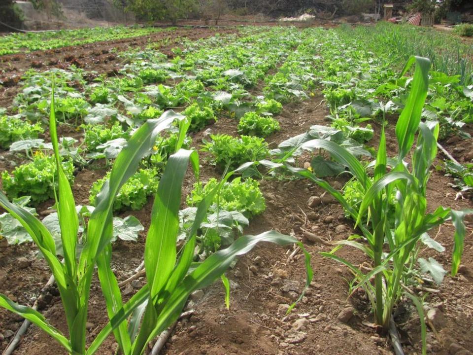 Casa Rural Finca Las Dulces Chio  Ngoại thất bức ảnh