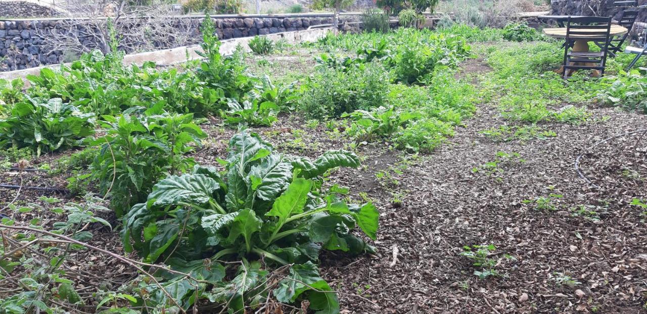 Casa Rural Finca Las Dulces Chio  Ngoại thất bức ảnh