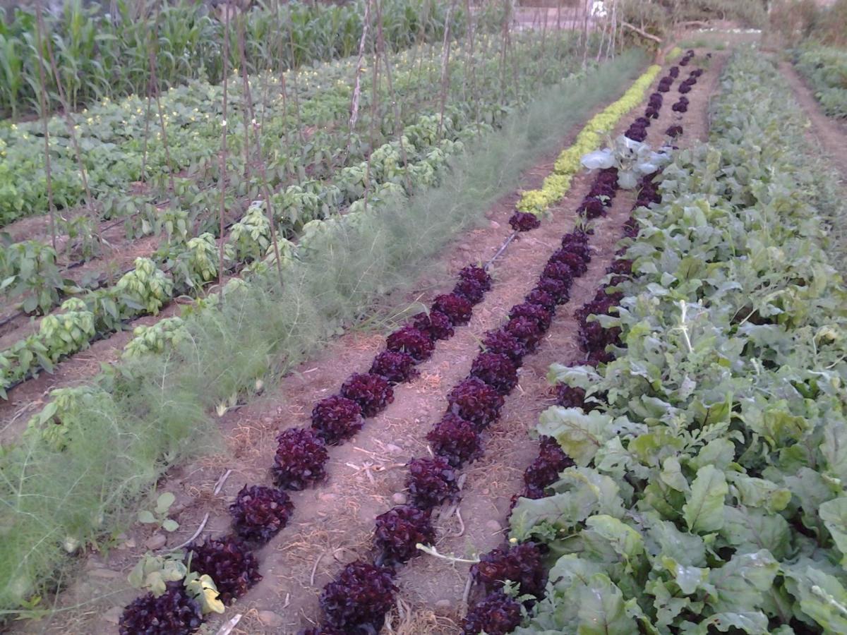 Casa Rural Finca Las Dulces Chio  Ngoại thất bức ảnh