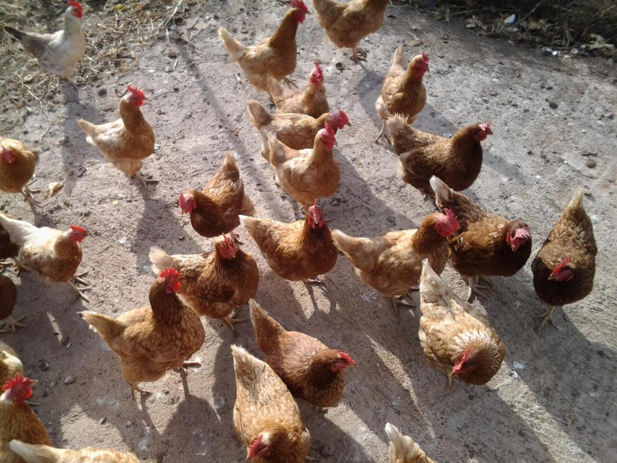Casa Rural Finca Las Dulces Chio  Ngoại thất bức ảnh
